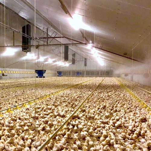 Interior de una granja avícola moderna
